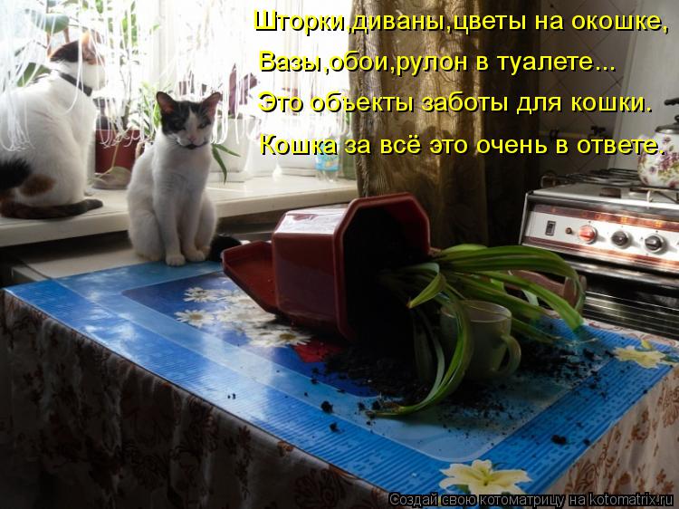 Котоматрица: Шторки,диваны,цветы на окошке, Вазы,обои,рулон в туалете... Это объекты заботы для кошки. Кошка за всё это очень в ответе.