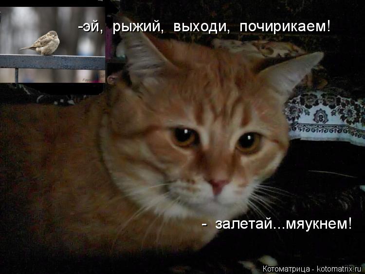 Котоматрица: -эй,  рыжий,  выходи,  почирикаем! -  залетай...мяукнем!