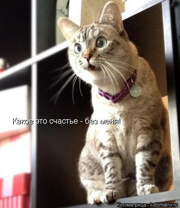 Котоматрица: Какое это счастье - без меня!