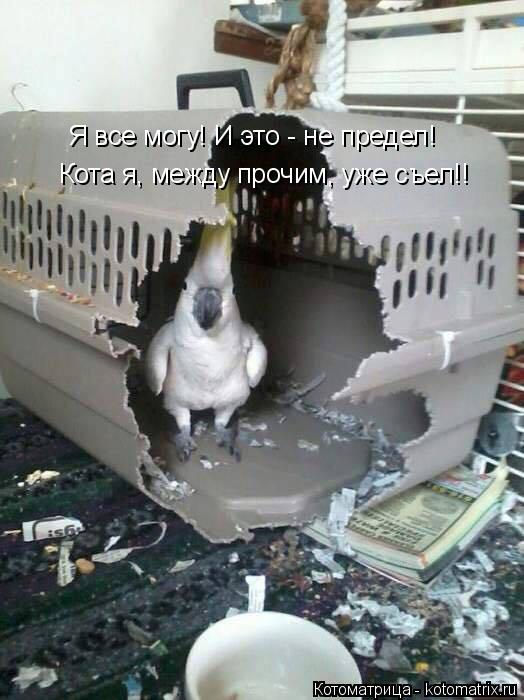 Котоматрица: Я все могу! И это - не предел! Кота я, между прочим, уже съел!!