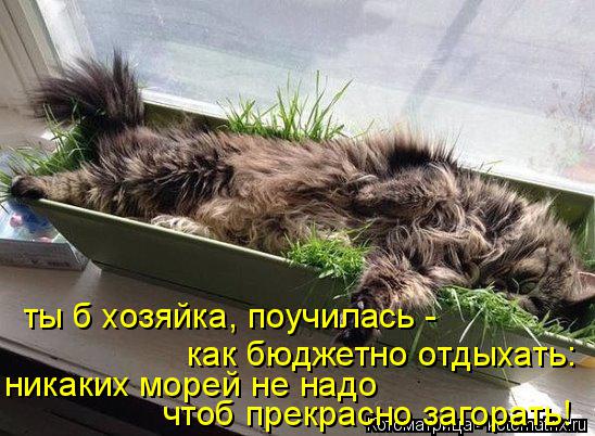ты б хозяйка, поучилась - как бюджетно отдыхать: никаких морей не надо чтоб прекрасно загорать!... Котоматрица: ты б хозяйка, поучилась - как бюджетно отдыхать: никаких морей не надо чтоб прекрасно загорать!