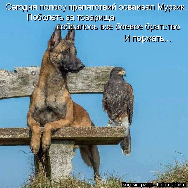 Сегодня полосу препятствий осваивал Мурзик. собралось все боевое братство. Поболеть за товарища И пор... Котоматрица: Сегодня полосу препятствий осваивал Мурзик. собралось все боевое братство. Поболеть за товарища И поржать...