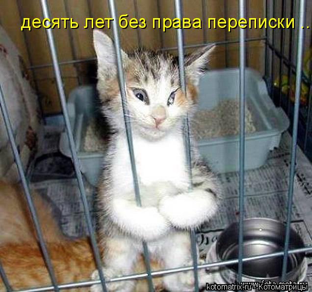 десять лет без права переписки ...... Котоматрица: десять лет без права переписки ...