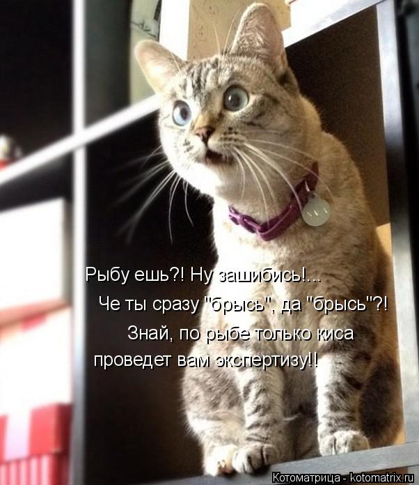 Рыбу ешь?! Ну зашибись!... Че ты сразу "брысь", да "брысь"?! Знай, по рыбе только киса проведет вам э... Котоматрица: Рыбу ешь?! Ну зашибись!... Че ты сразу "брысь", да "брысь"?! Знай, по рыбе только киса проведет вам экспертизу!!