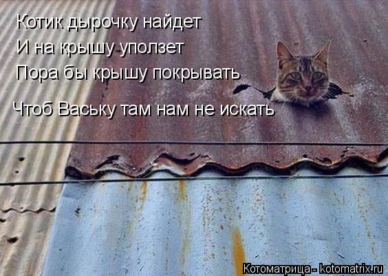 Котоматрица: Котик дырочку найдет И на крышу уползет Пора бы крышу покрывать Чтоб Ваську там нам не искать