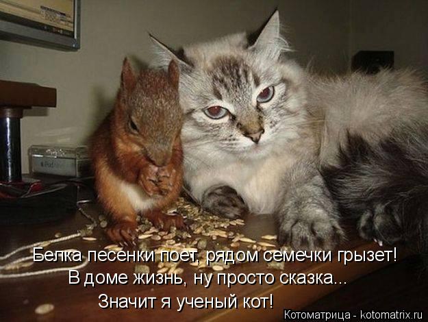 Белка песенки поет, рядом семечки грызет! В доме жизнь, ну просто сказка... Значит я ученый кот!... Котоматрица: Белка песенки поет, рядом семечки грызет! В доме жизнь, ну просто сказка... Значит я ученый кот!