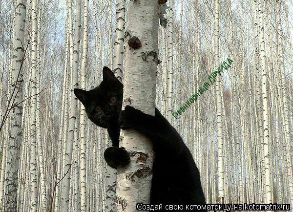 Реенкорнаця ДРУИДА... Котоматрица: Реенкорнаця ДРУИДА