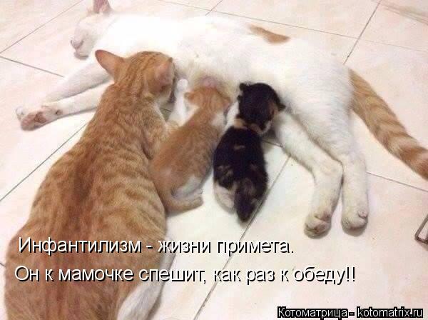 Инфантилизм - жизни примета. Он к мамочке спешит, как раз к обеду!!... Котоматрица: Инфантилизм - жизни примета. Он к мамочке спешит, как раз к обеду!!