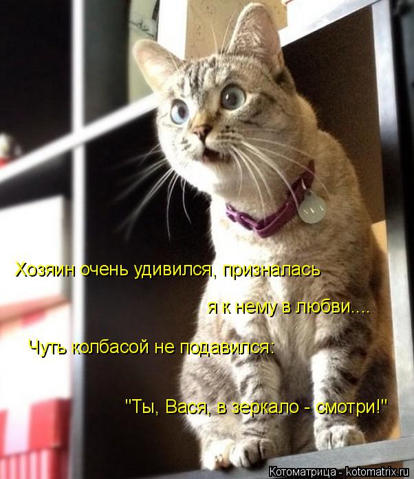 Котоматрица: Хозяин очень удивился, призналась я к нему в любви....  Чуть колбасой не подавился: "Ты, Вася, в зеркало - смотри!"