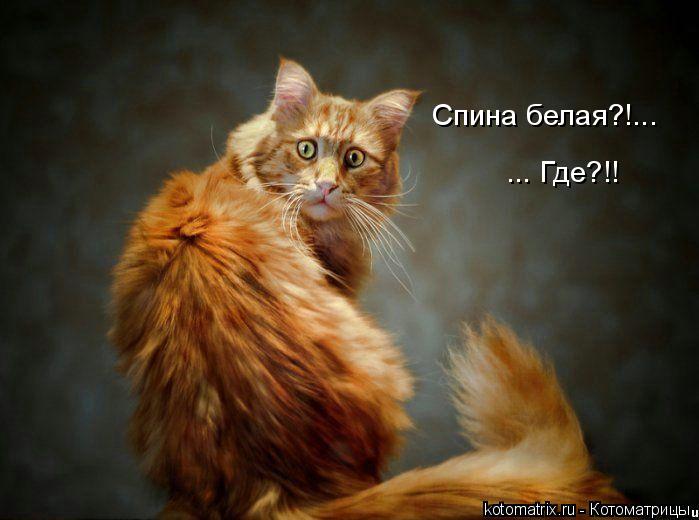 Спина белая?!... ... Где?!!... Котоматрица: Спина белая?!... ... Где?!!