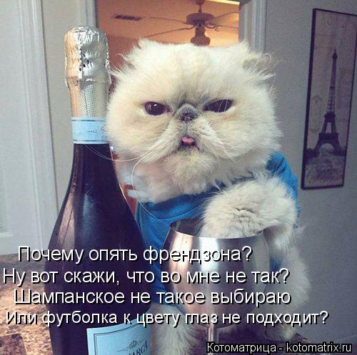 Котоматрица: Ну вот скажи, что во мне не так? Почему опять френдзона? Шампанское не такое выбираю Или футболка к цвету глаз не подходит?