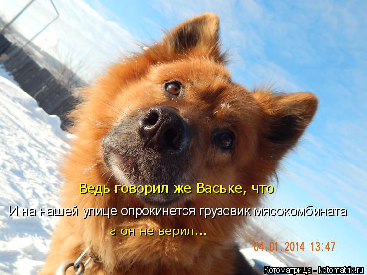 Ведь говорил же Ваське, что И на нашей улице опрокинется грузовик мясокомбината а он не верил...... Котоматрица: Ведь говорил же Ваське, что И на нашей улице опрокинется грузовик мясокомбината а он не верил...