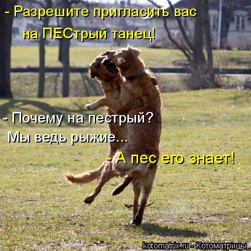Котоматрица: - Разрешите пригласить вас   на ПЕСтрый танец! - Почему на пестрый?  Мы ведь рыжие... - А пес его знает!