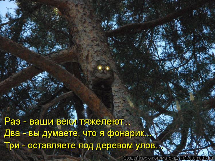 Котоматрица: Раз - ваши веки тяжелеют... Два - вы думаете, что я фонарик... Три - оставляете под деревом улов...