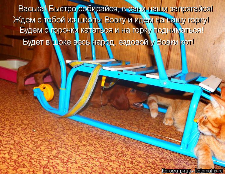 Котоматрица: Васька! Быстро собирайся, в сани наши запрягайся! Будем с горочки кататься и на горку подниматься! Будет в шоке весь народ, ездовой у Вовки к