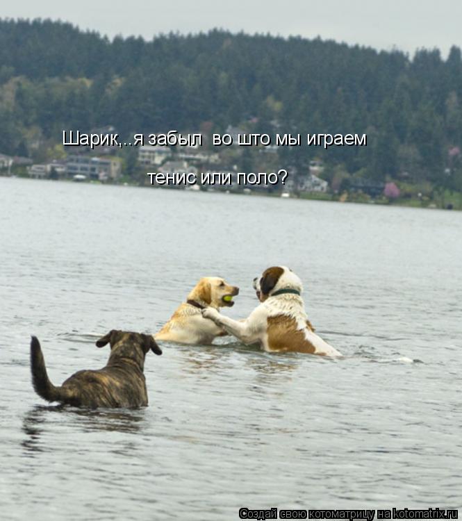 Котоматрица: Шарик,..я забыл  во што мы играем тенис или поло?
