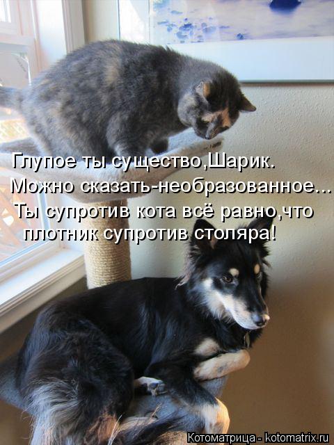 Котоматрица: Глупое ты существо,Шарик. Можно сказать-необразованное... Ты супротив кота всё равно,что плотник супротив столяра!