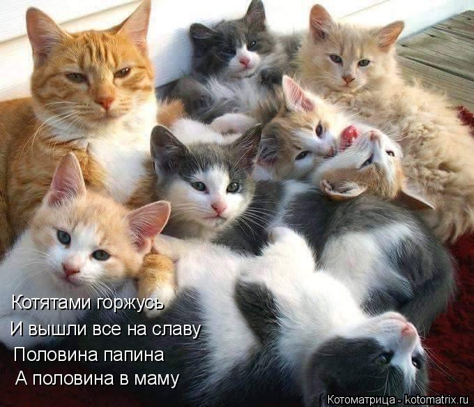 Котоматрица: Котятами горжусь Котятами горжусь И вышли все на славу Половина папина А половина в маму