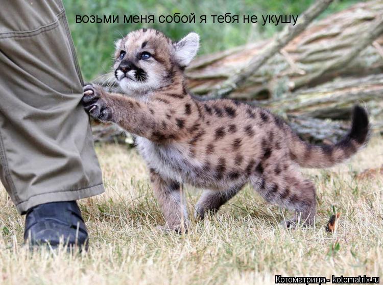 Котоматрица: возьми меня собой я тебя не укушу