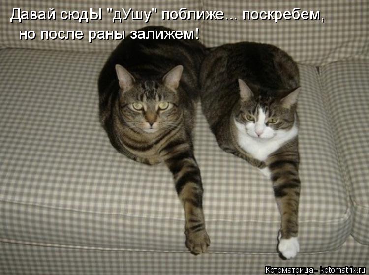 Котоматрица: Давай сюдЫ "дУшу" поближе... поскребем, но после раны залижем!