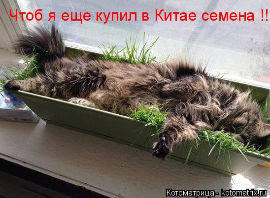Котоматрица: Чтоб я еще купил в Китае семена !!!