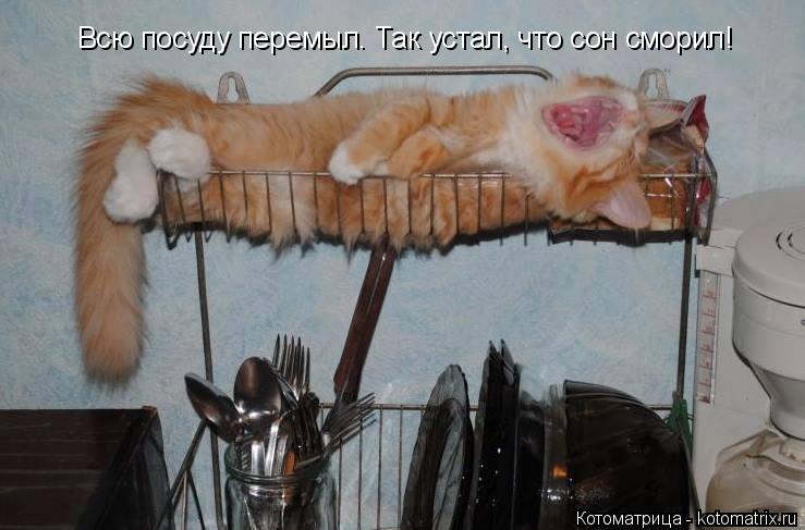 Котоматрица: Всю посуду перемыл. Так устал, что сон сморил!