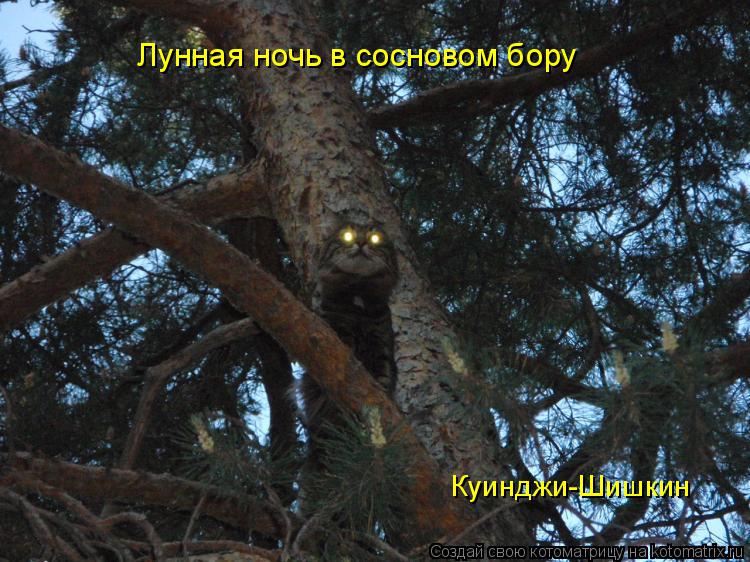 Котоматрица: Лунная ночь в сосновом бору Куинджи-Шишкин