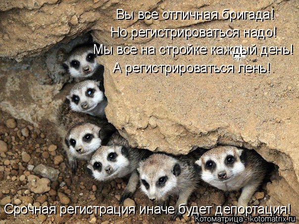 Котоматрица: Вы все отличная бригада! Но регистрироваться надо! Мы все на стройке каждый день! А регистрироваться лень! Срочная регистрация иначе будет 