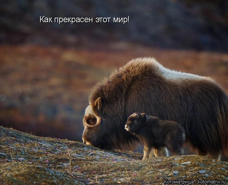 Котоматрица: Как прекрасен этот мир!