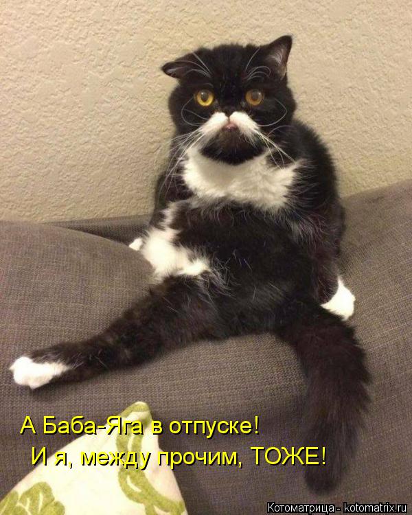 Котоматрица: А Баба-Яга в отпуске!  И я, между прочим, ТОЖЕ!