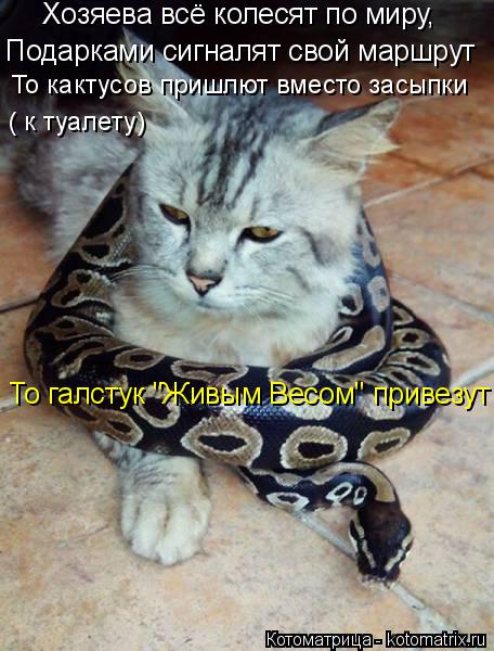 Котоматрица: Хозяева всё колесят по миру, Подарками сигналят свой маршрут  То кактусов пришлют вместо засыпки ( к туалету) То галстук "Живым Весом" привез