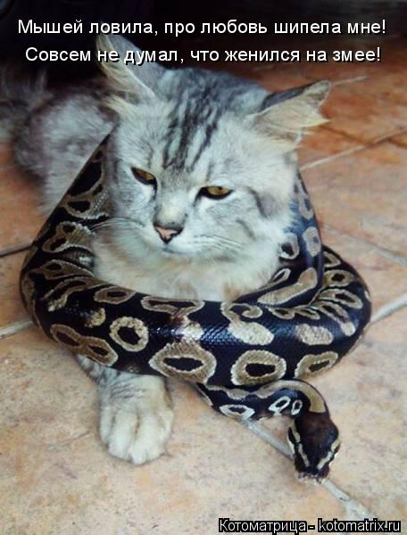 Котоматрица: Совсем не думал, что женился на змее! Мышей ловила, про любовь шипела мне!