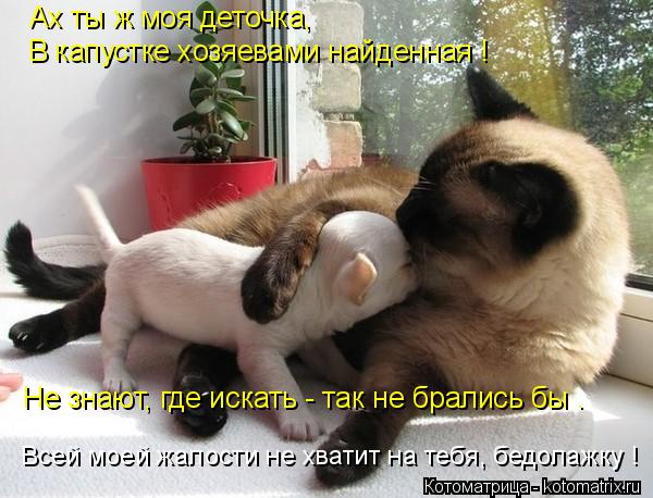 Котоматрица: Ах ты ж моя деточка, В капустке хозяевами найденная ! Не знают, где искать - так не брались бы . Всей моей жалости не хватит на тебя, бедолажку !