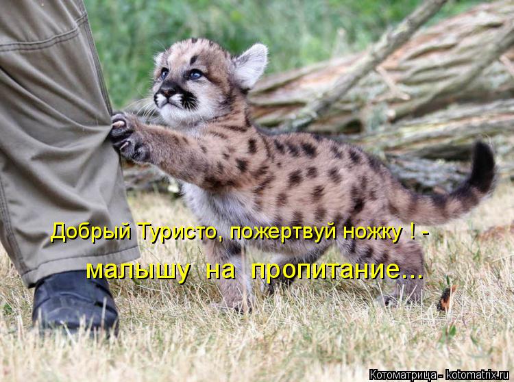 Котоматрица: Добрый Туристо, пожертвуй ножку ! - малышу  на  пропитание...