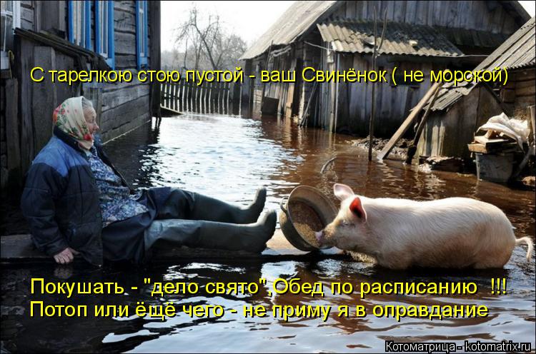 Котоматрица: Покушать - "дело свято",Обед по расписанию  !!!  Потоп или ёщё чего - не приму я в оправдание С тарелкою стою пустой - ваш Свинёнок ( не морской)