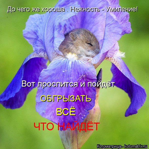Котоматрица: До чего же хороша . Нежность - Умиление! Вот проспится и пойдёт ОБГРЫЗАТЬ ВСЁ ЧТО НАЙДЁТ
