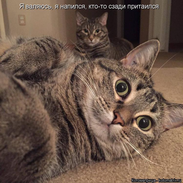 Котоматрица: Я валяюсь, я напился, кто-то сзади притаился