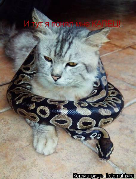 Котоматрица: И тут я понял мне КАПЕЦ!