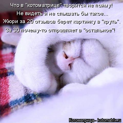 Котоматрица: Что в "котоматрице" творится не пойму! Не видеть и не слышать бы такое... Жюри за 20 отзывов берет картинку в "круть". За 30 почему-то отправляет в