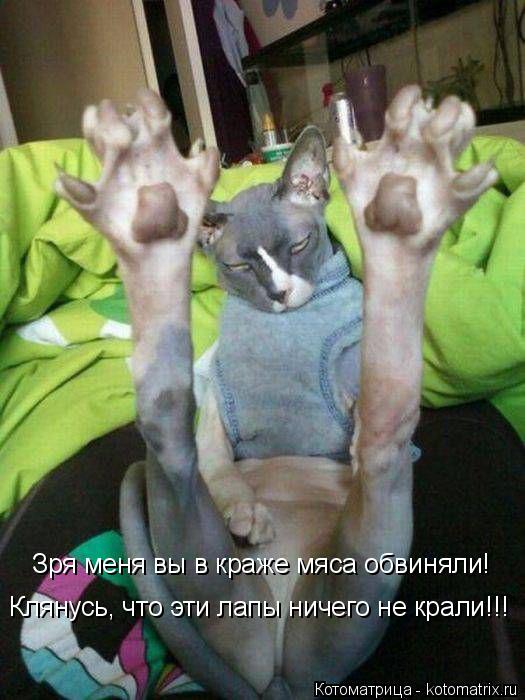 Котоматрица: Зря меня вы в краже мяса обвиняли! Клянусь, что эти лапы ничего не крали!!!