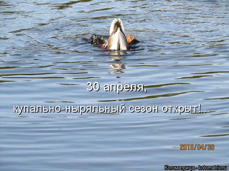 Котоматрица: 30 апреля,  купально-ныряльный сезон открыт!...