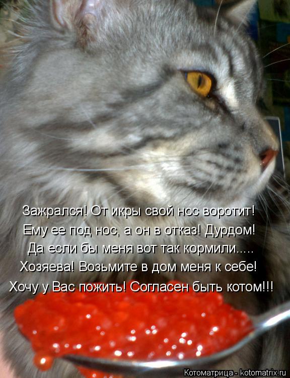 Котоматрица: Ему ее под нос, а он в отказ! Дурдом! Да если бы меня вот так кормили..... Хозяева! Возьмите в дом меня к себе! Зажрался! От икры свой нос воротит! 