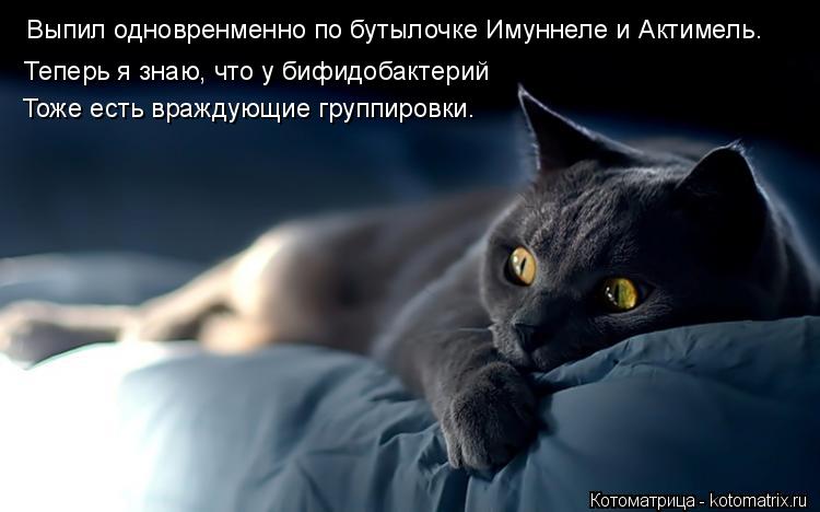 Котоматрица: Выпил одновренменно по бутылочке Имуннеле и Актимель. Тоже есть враждующие группировки. Теперь я знаю, что у бифидобактерий