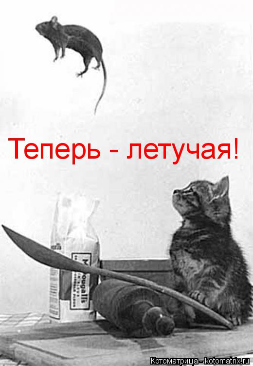Котоматрица: Теперь - летучая!