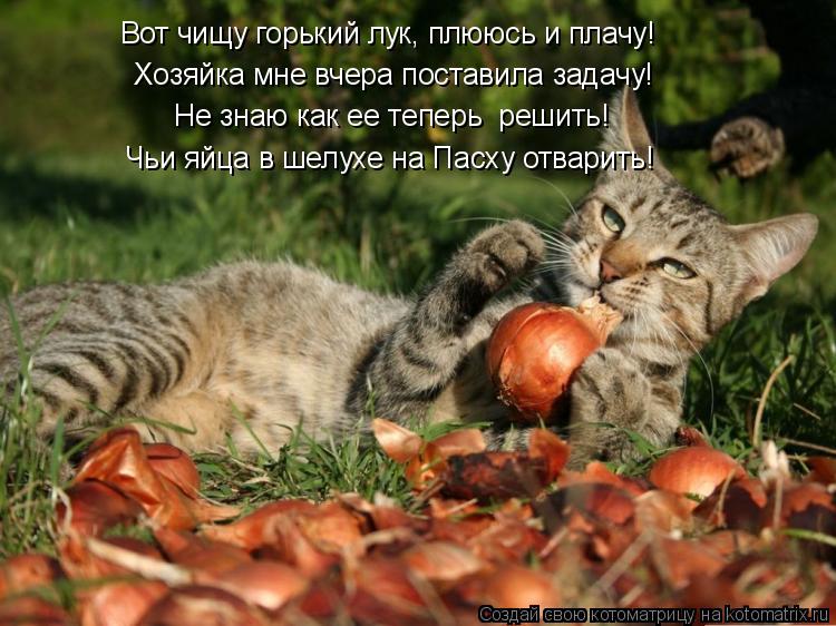 Котоматрица: Хозяйка мне вчера поставила задачу! Чьи яйца в шелухе на Пасху отварить! Вот чищу горький лук, плююсь и плачу! Не знаю как ее теперь  решить!
