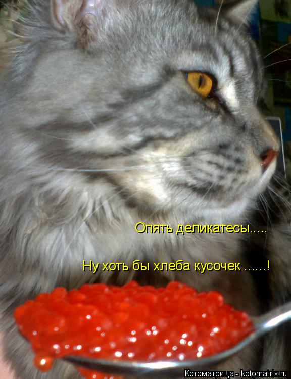 Котоматрица: Опять деликатесы..... Ну хоть бы хлеба кусочек ......!