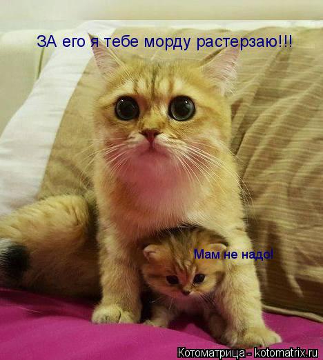 Котоматрица: ЗА его я тебе морду растерзаю!!! Мам не надо!