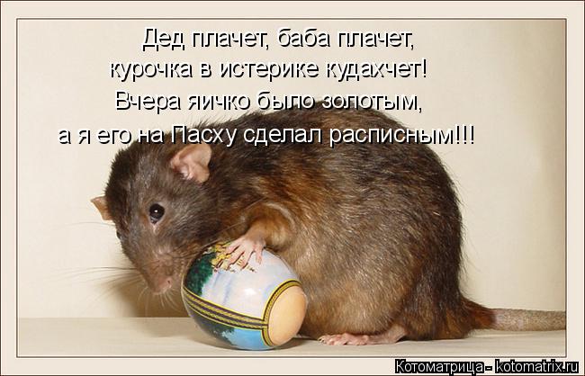 Котоматрица: Дед плачет, баба плачет, курочка в истерике кудахчет! а я его на Пасху сделал расписным!!! Вчера яичко было золотым,