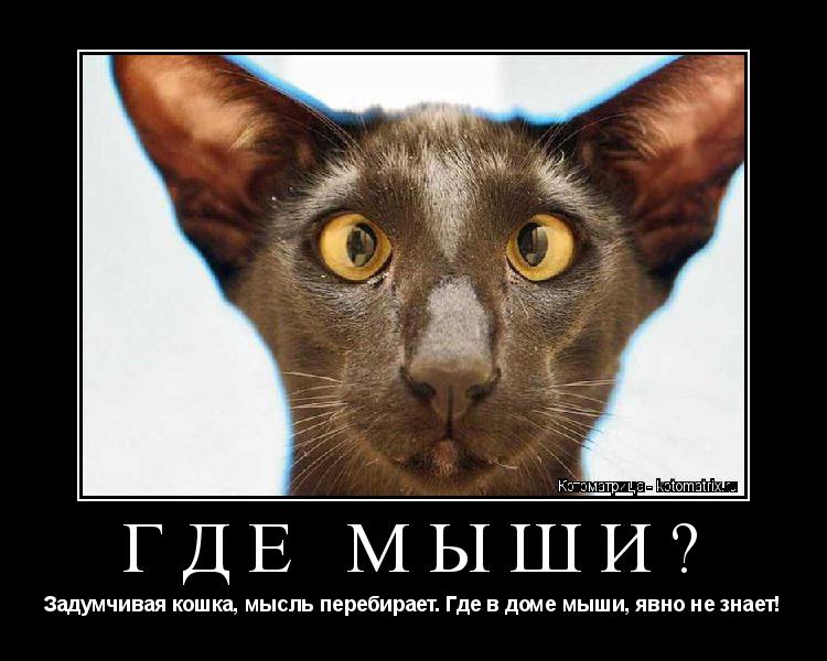 Котоматрица: ГДЕ МЫШИ? Задумчивая кошка, мысль перебирает. Где в доме мыши, явно не знает!