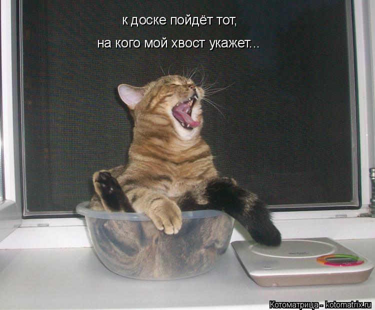 Котоматрица: к доске пойдёт тот, на кого мой хвост укажет...